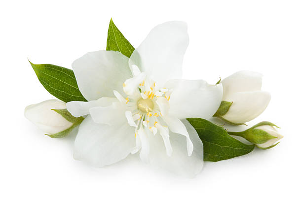 Close-up shot of jasmine flower. Isolated on white.