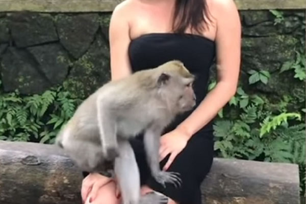 majmun2